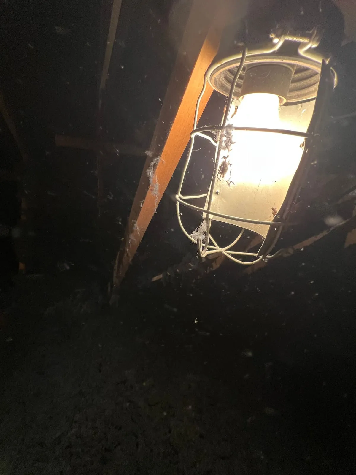 Baladeuse d'éclairage de chantier suspendue dans les combles · Saint-Barthélemy · Isolatech